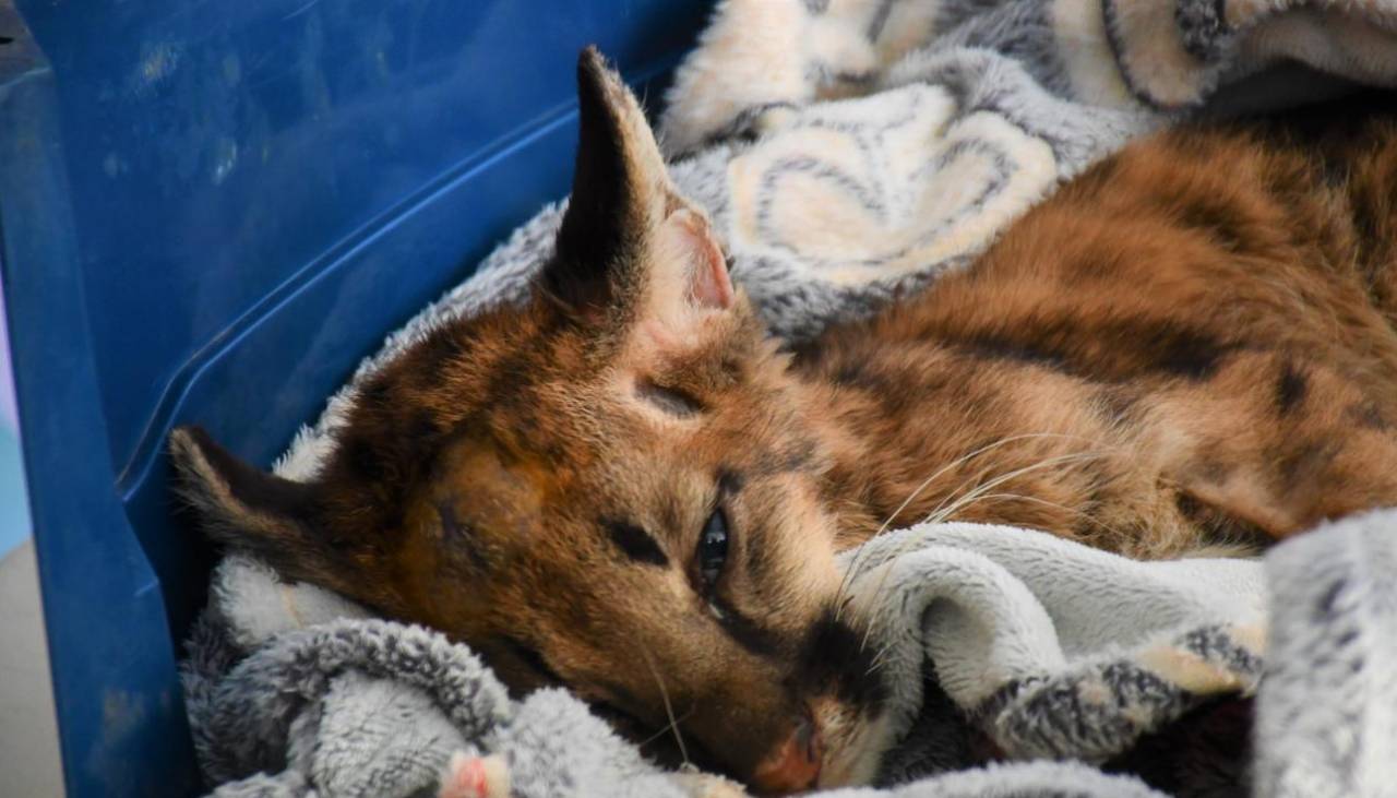 El puma ‘Valentín’ lucha por sobrevivir tras caer de un árbol y sufrir fracturas