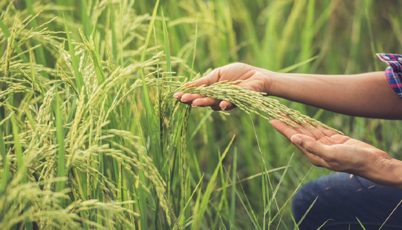 Falta de diésel pone en peligro la producción de 180.000 hectáreas de arroz en Santa Cruz y Beni, advierte investigadora