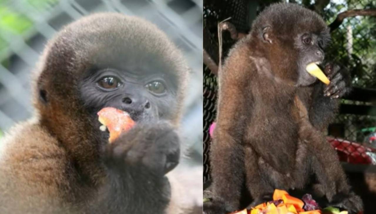 El Punch colombiano, la cría de mono que abraza un peluche tras ser víctima del tráfico ilegal