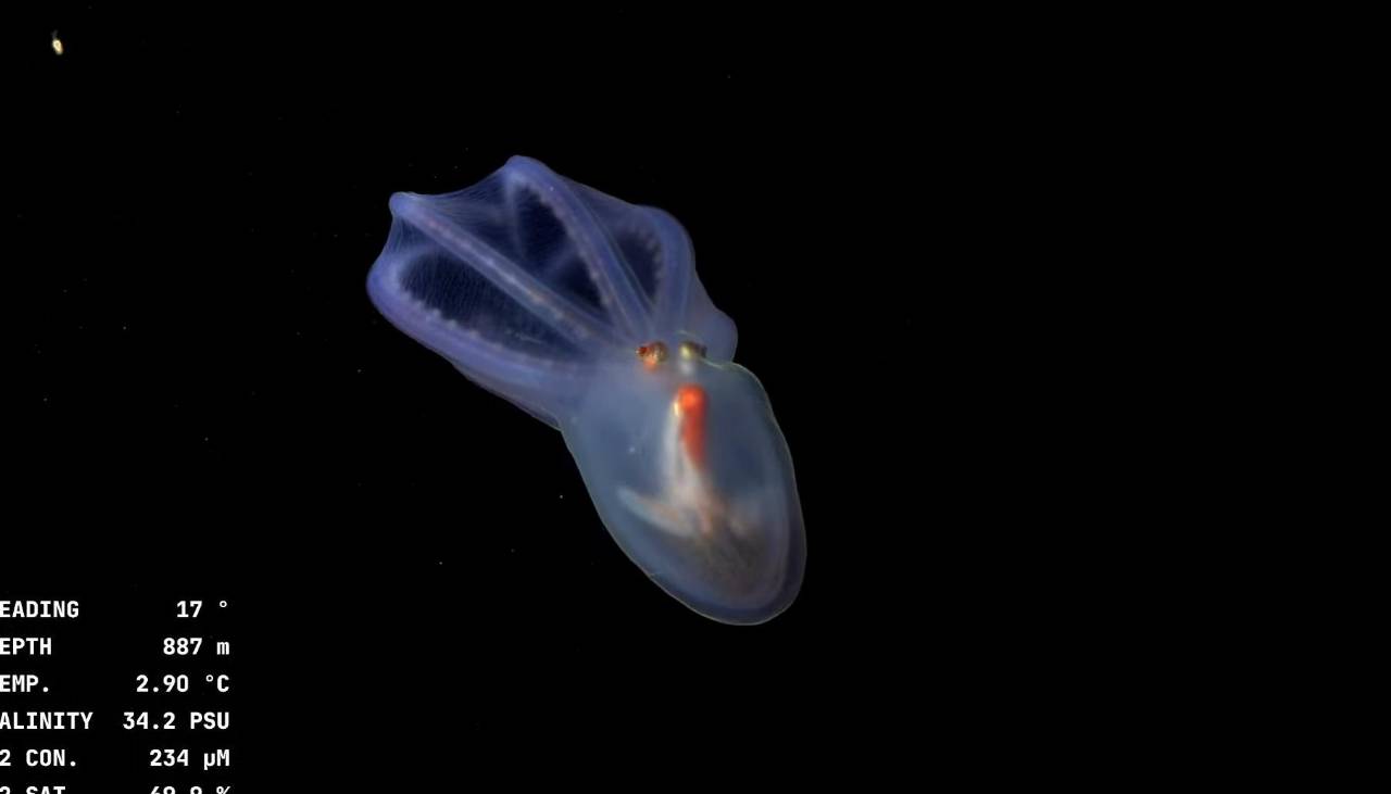 Video: Submarino transmite en vivo cómo se ve el mar a más de 3.000 metros de profundidad