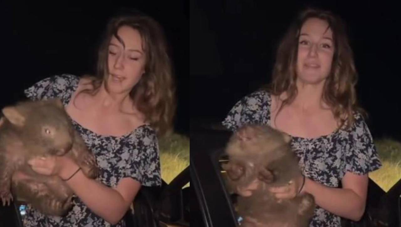 Indignación en redes: Una influencer separó a un bebé wombat de su madre para grabar un video 