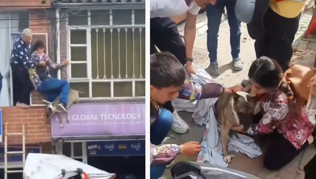 Video: Por perseguir un gato, un perro quedó colgado de unos cables; los vecinos lo rescataron 