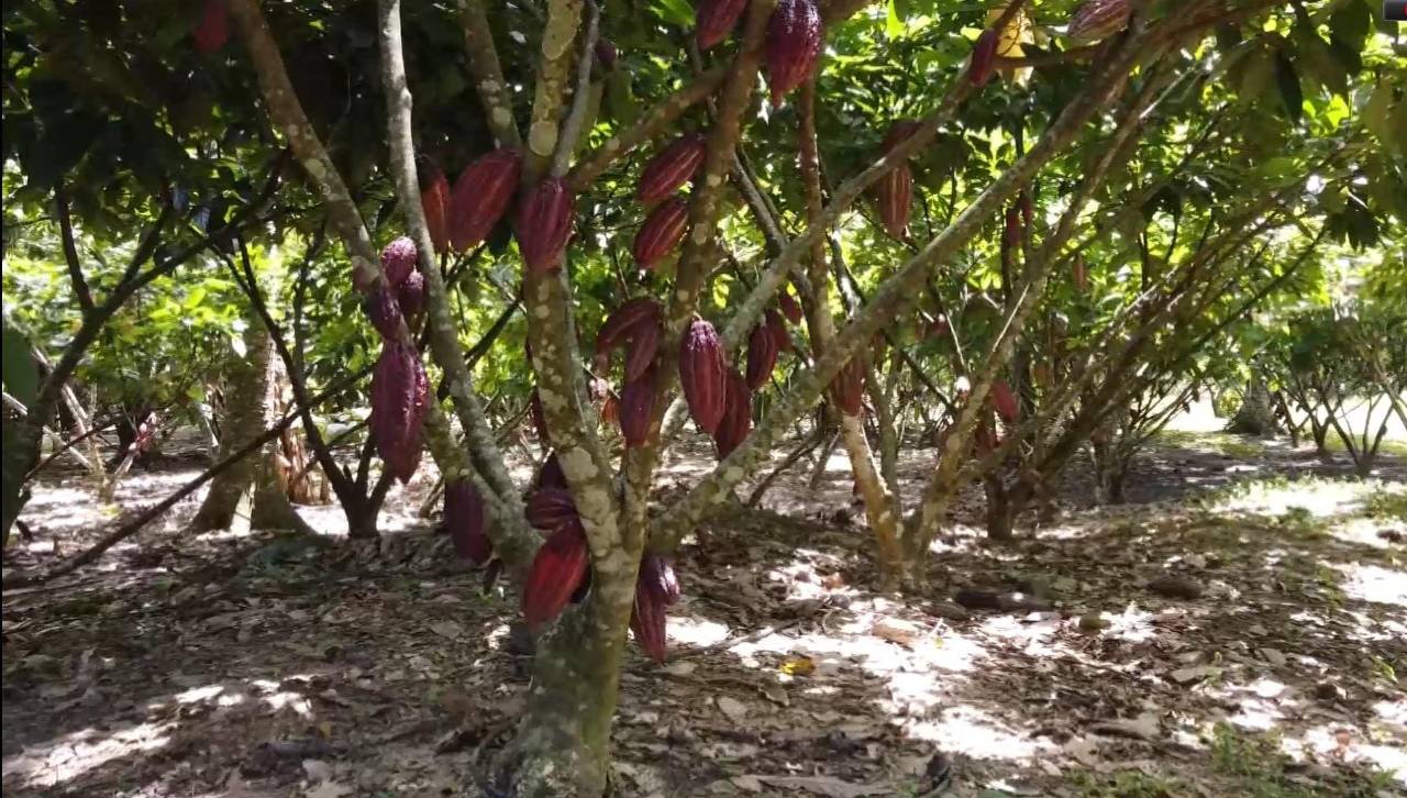 Falta de diésel golpea al cacao de exportación y limita el cumplimiento con mercados externos, señalan productores