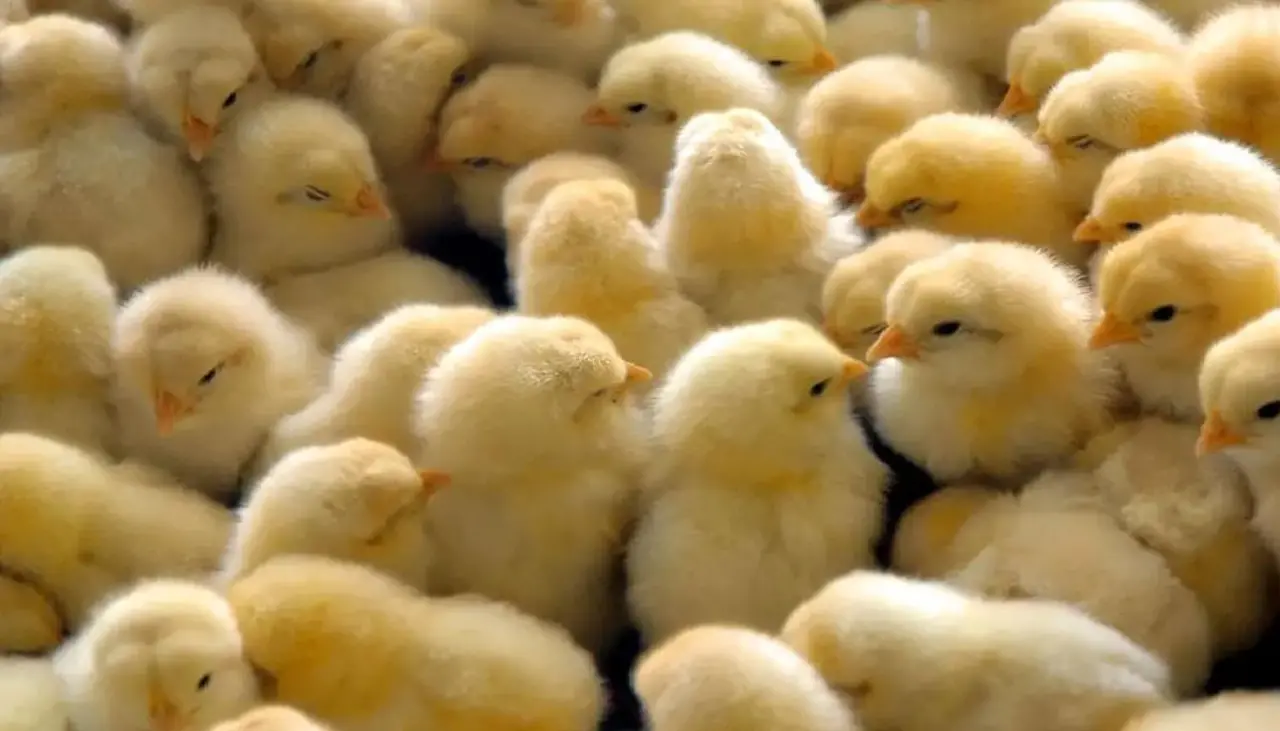 Productores avícolas advierten impacto por falta de garrafas de gas en granjas cruceñas