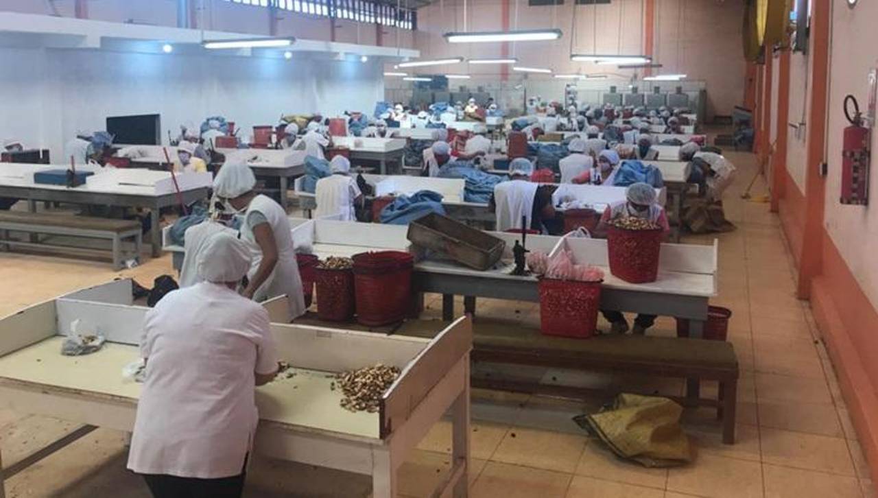 Bloqueos agravan la crisis de la cadena de castaña y Cadexnor advierte paralización de operaciones