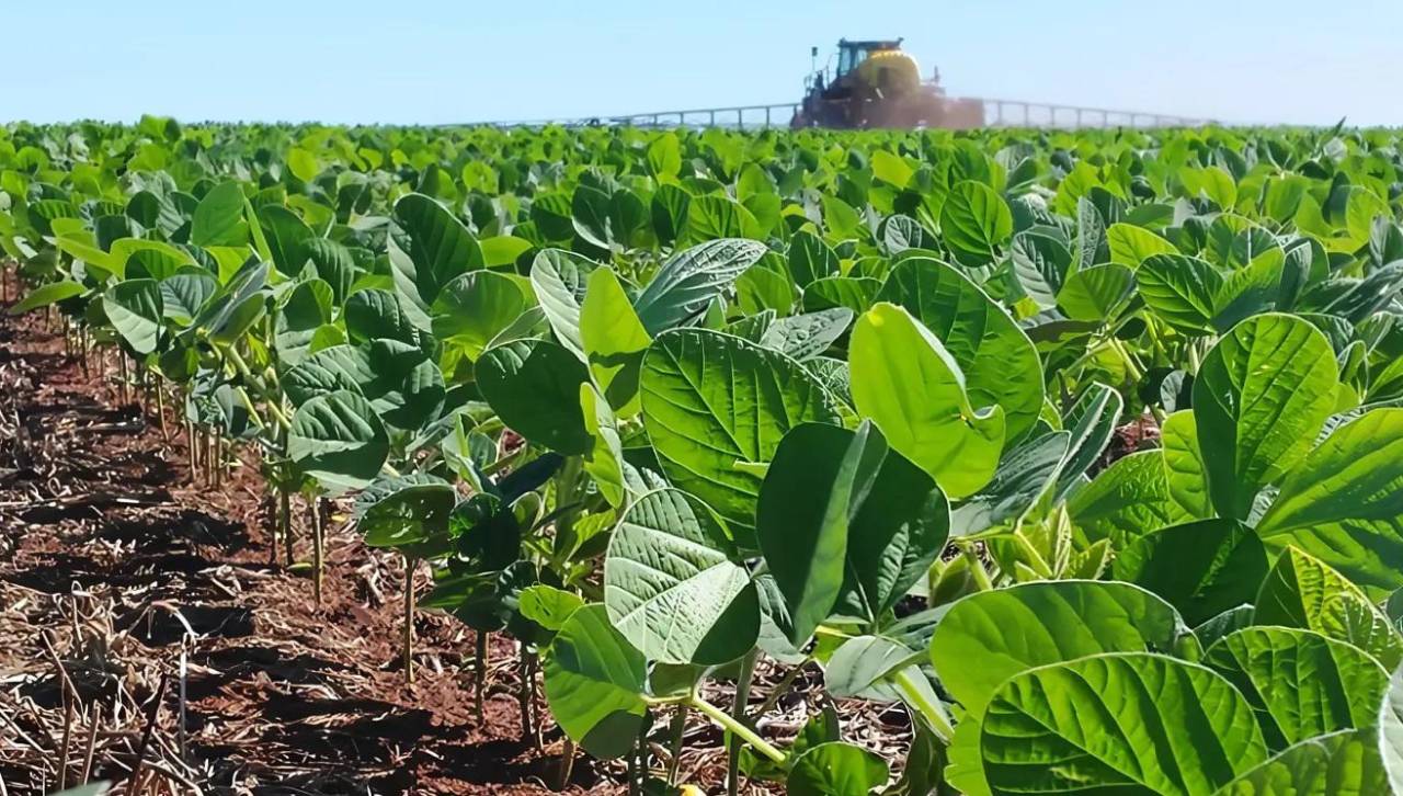 Cosecha de 380.000 hectáreas de soya está en riesgo si no hay diésel oportuno, señala Anapo