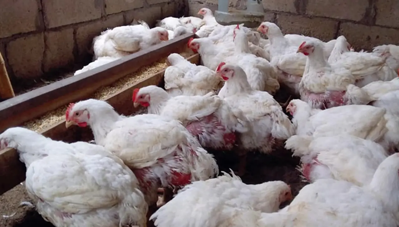 Avicultores denuncian que Emapa suspendió la venta de maíz a pequeños productores; la estatal lo niega