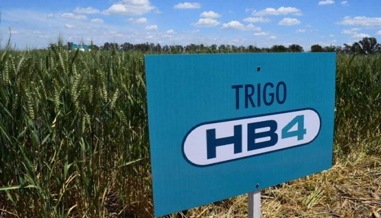 Anapo reporta la aprobación del evento en trigo HB4 y apunta a producir la semilla en Bolivia