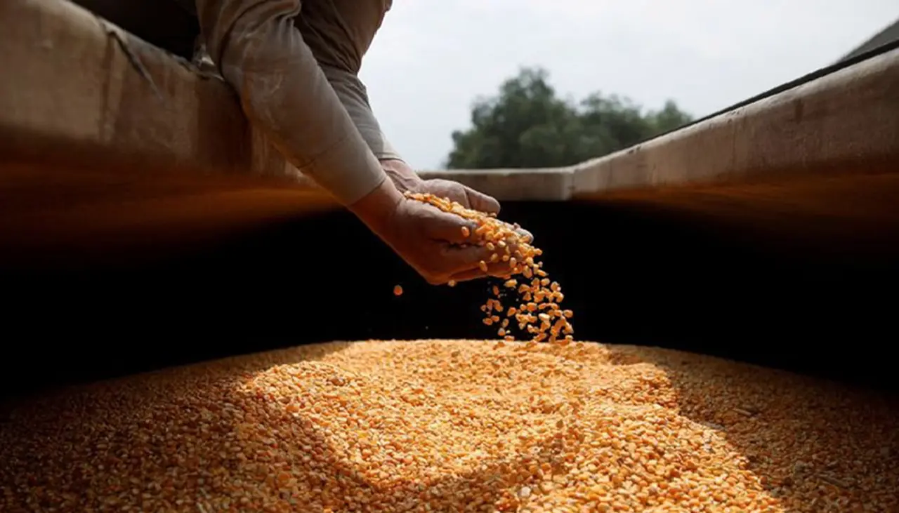 Sector productivo pide al Gobierno importar 500.000 toneladas de maíz para cubrir déficit