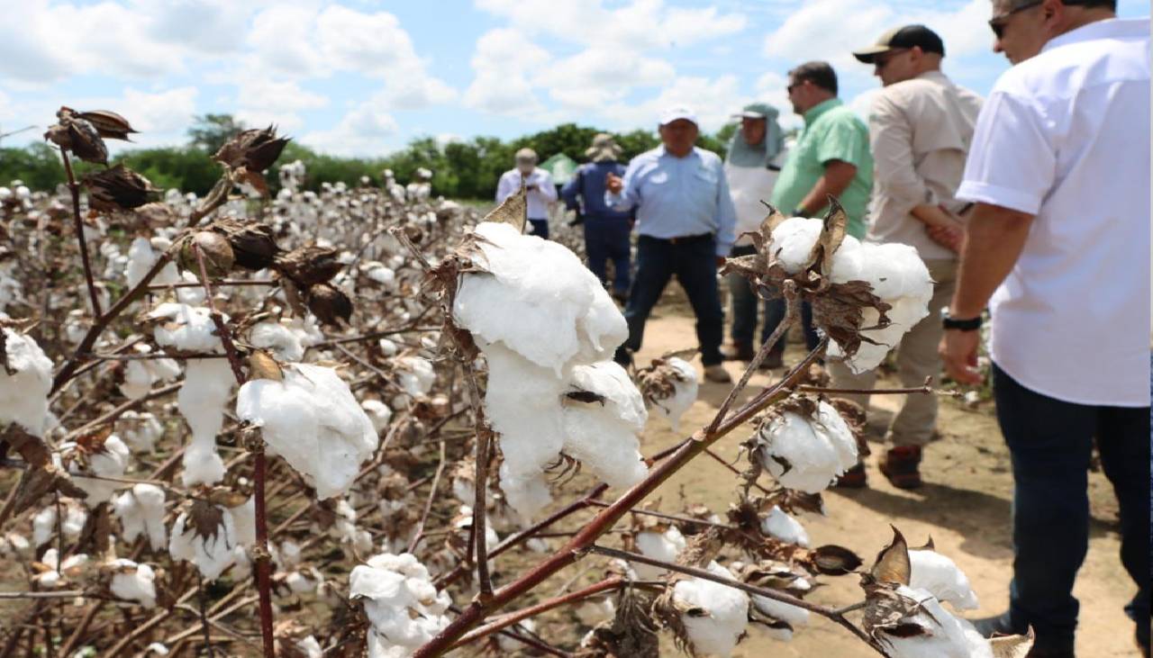 Agro concluye validación de tres semillas de algodón con biotecnología y espera su aprobación