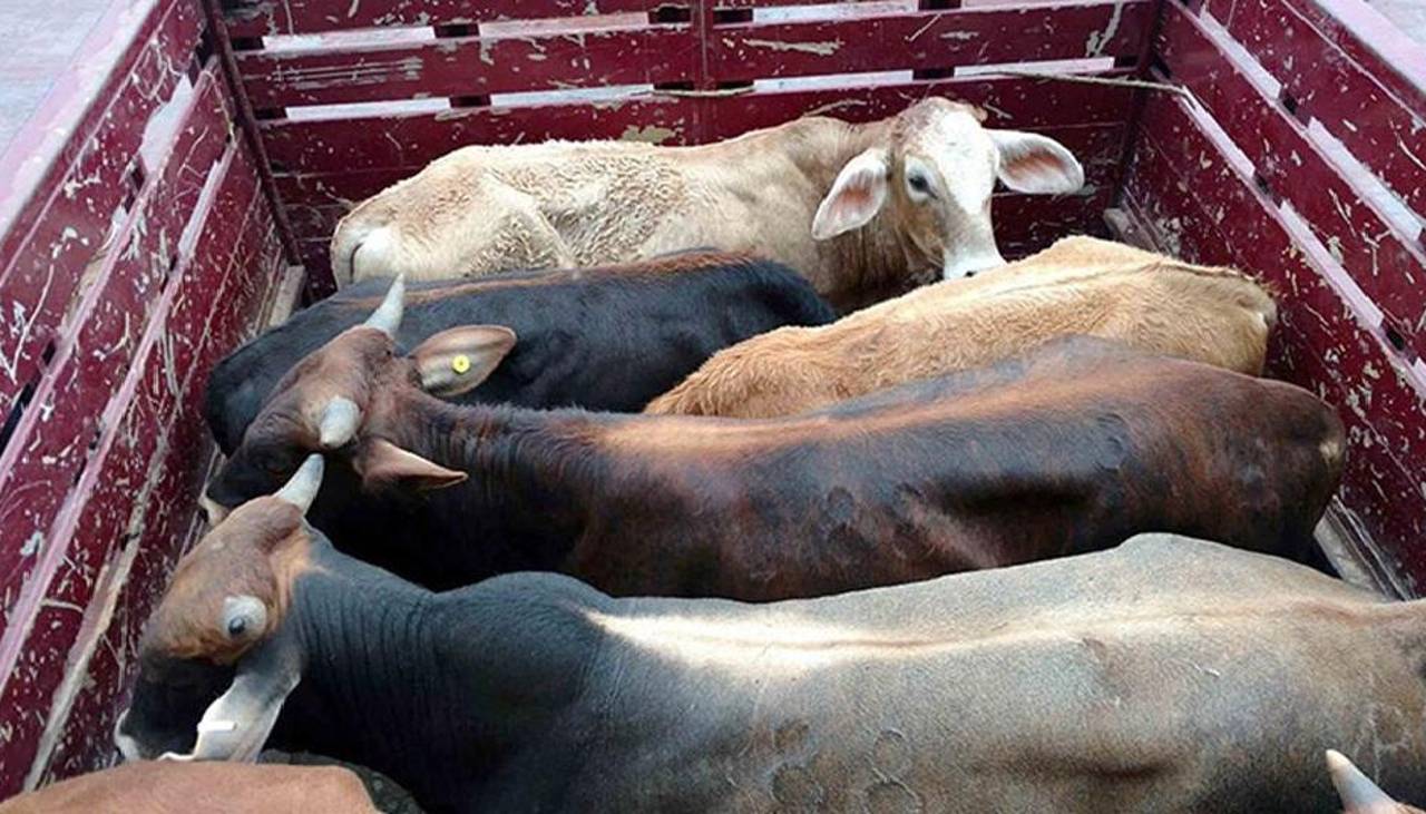 Ante nuevas denuncias por abigeato, ganaderos piden ampliar las penas de 3 a 8 años