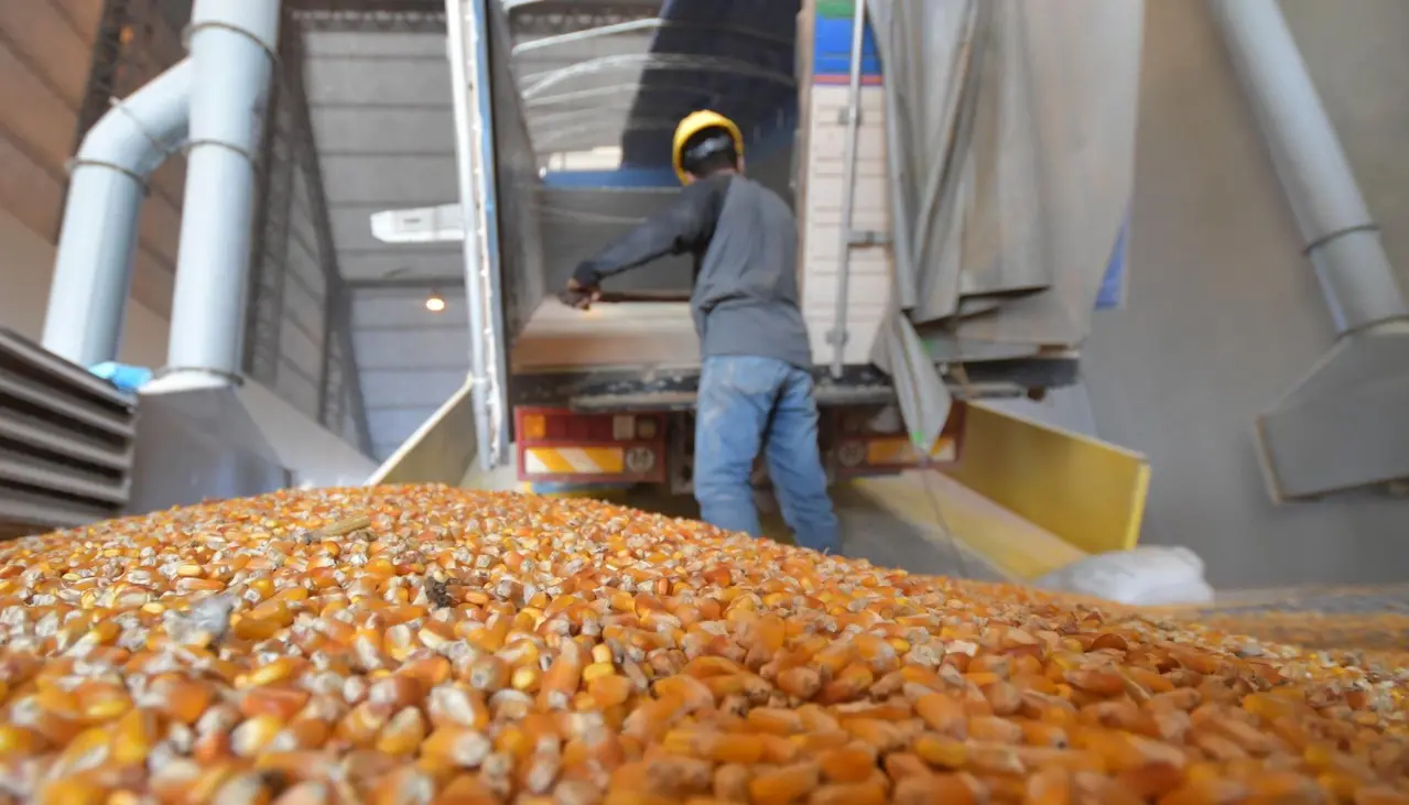 No solo es la harina, Gobierno advierte esquemas de corrupción en la subvención al maíz y al trigo