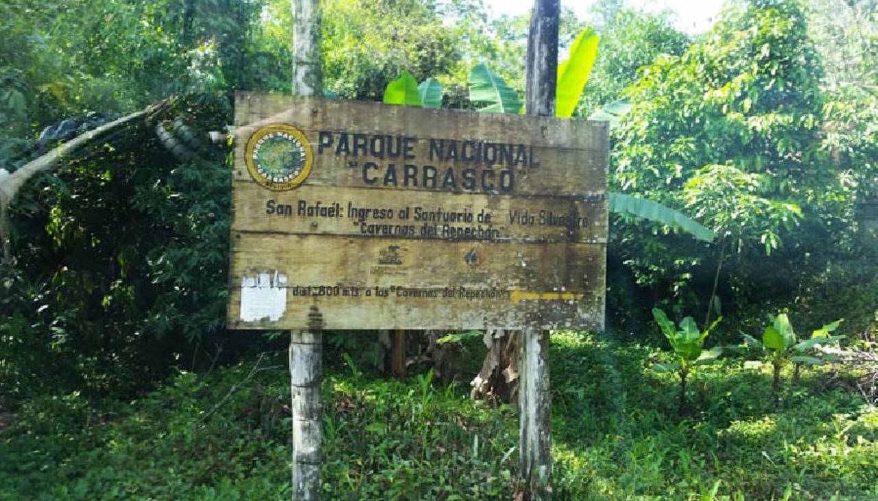 Pese a prohibición, cultivos de coca en áreas protegidas aumentaron un 13%, según Naciones Unidas