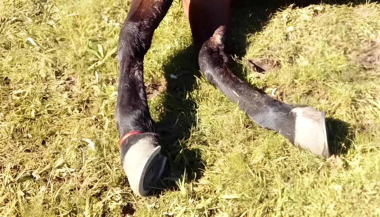 Un caballo es hallado muerto a un costado de la vía a Caranavi y el Concejo pide retirar el cuerpo