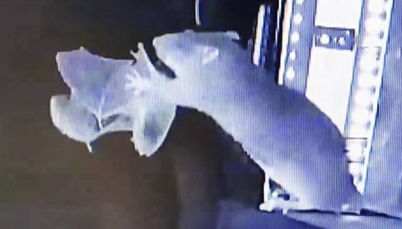 ¿Evolución?: Graban por primera vez a ratas cazando a murciélagos en pleno vuelo y advierten de los riesgos