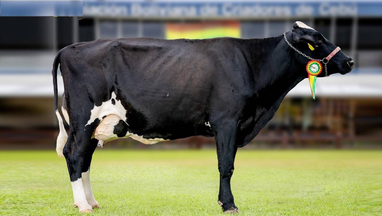 Catalina FIV reina por tercera vez en Expocruz al coronarse como la vaca más lechera