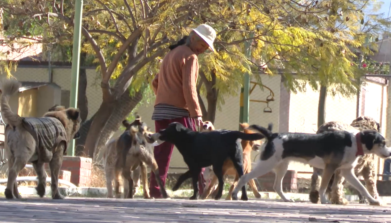 Natalia cuida animales rescatados, los vacuna y alimenta con ingresos que consigue vendiendo dulces y juguetes en la calle