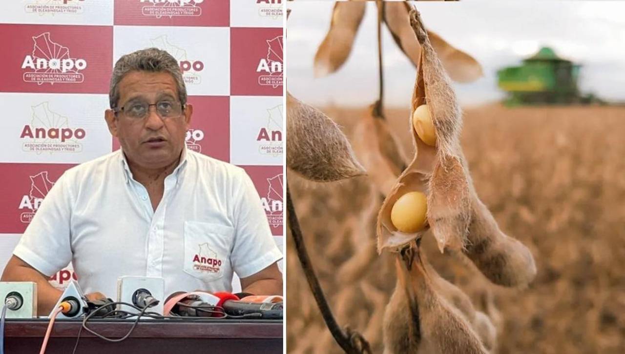 Anapo: Veto a la exportación de soya puede traer una “pérdida potencial de $us 250 millones” 