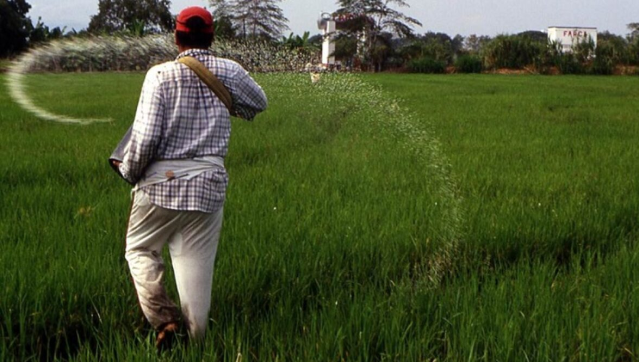 Sector arrocero rechaza el interés del Gobierno por fijar el precio del grano