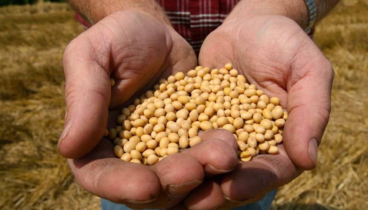 Gobierno abroga decreto que fijaba arancel cero para la importación de grano de soya