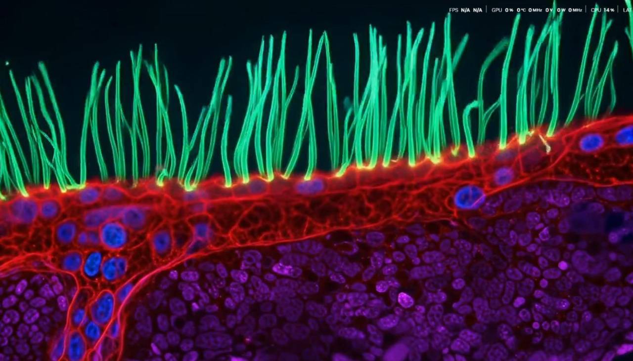 Polémica en concurso de microfotografía: cuestionan video ganador por supuesto uso de IA