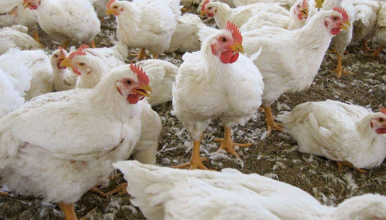 “Podemos ir a la cárcel por producir pollo”: Avicultores en alerta por amenazas del Gobierno