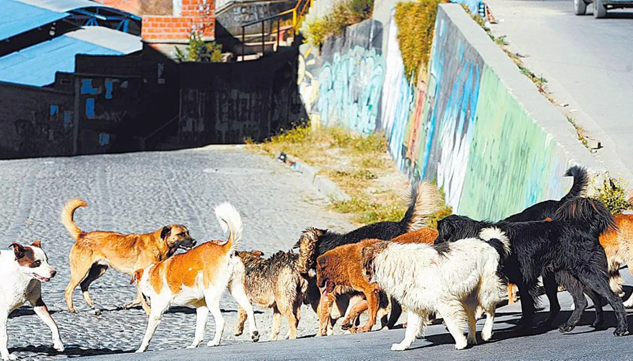 Una estudiante de colegio quedó malherida tras ser atacada por perros callejeros en El Alto, denuncian vecinos