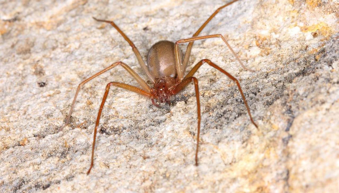 Niña de 4 años queda en terapia intensiva tras ser picada por una araña de rincón