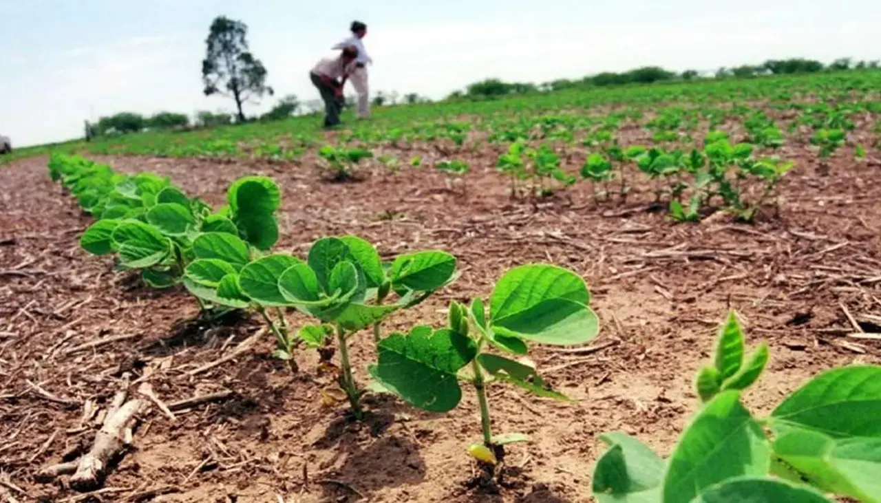Santa Cruz: Pequeños productores soyeros respaldan la ley que permite conversión de pequeña a media propiedad