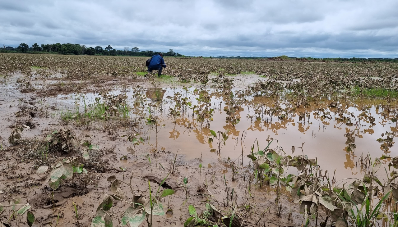 Searpi reporta que riadas e inundaciones afectan a más de 100.000 hectáreas de cultivos listos para cosechar