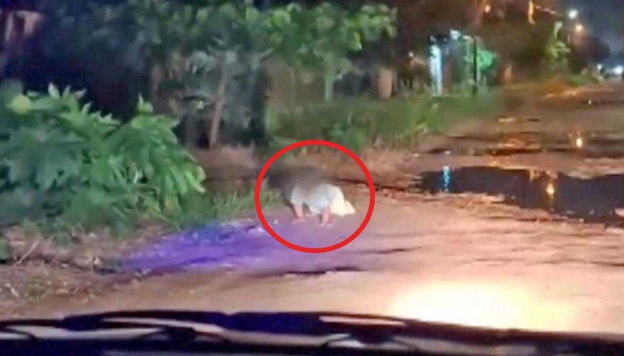 Padres del bebé que fue captado gateando solo en la calle pueden enfrentar un proceso legal, señala DDHH