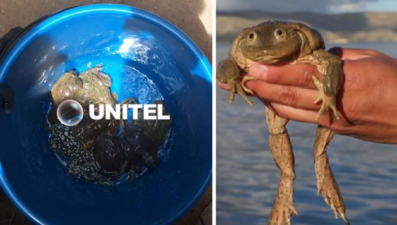 Hallan 27 ranas en peligro de extinción que eran ofrecidas para consumo ‘gourmet’