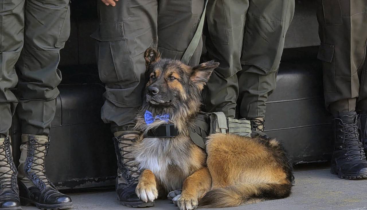 Rex, el perro que participó en los desbloqueos, recibe el grado de subteniente y se incorpora a la Policía Boliviana