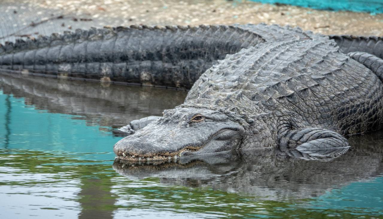 Imágenes sensibles: Mujer de 57 años muere tras ser arrastrada por un cocodrilo en el río