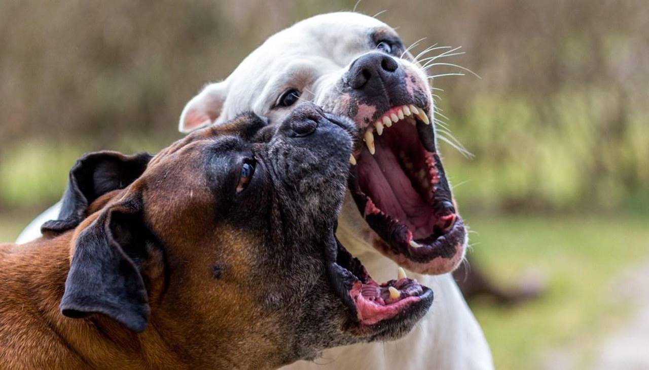 Ataque de tres perros deja a una mujer hospitalizada con graves heridas en el rostro, brazos y pies