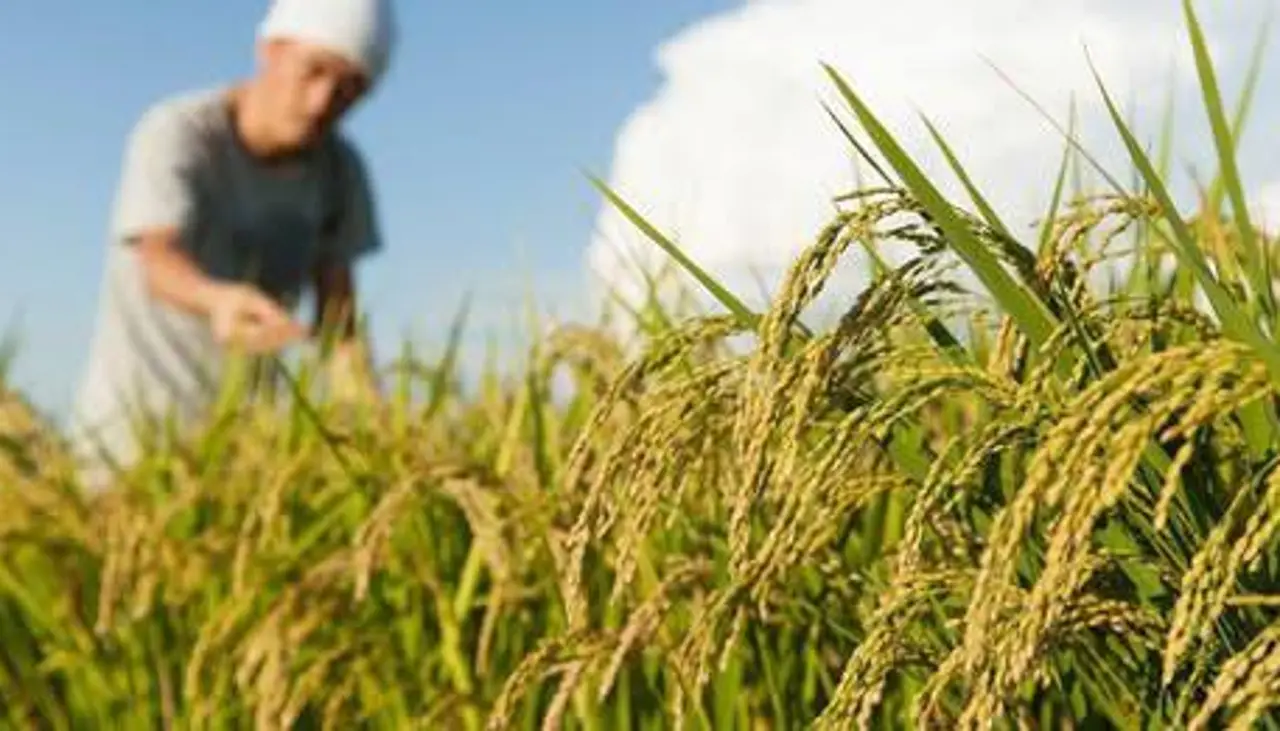 Productores de arroz de Beni anuncian toma de YPFB por la falta de diésel: “Necesitamos 7 millones de litros para sembrar”