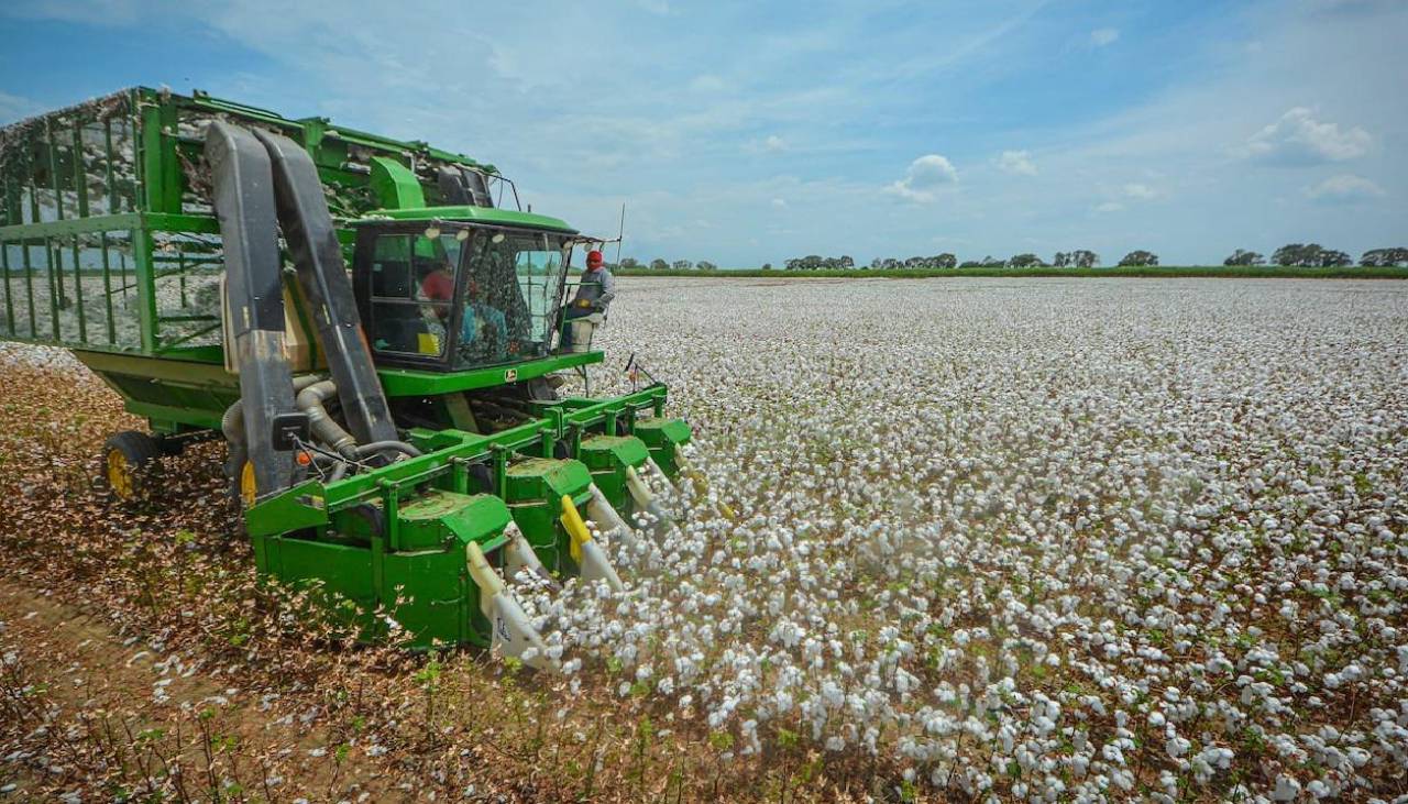 Uso de biotecnología motiva a productores de algodón que estiman pasar de 2.000 20.000 hectáreas cultivadas