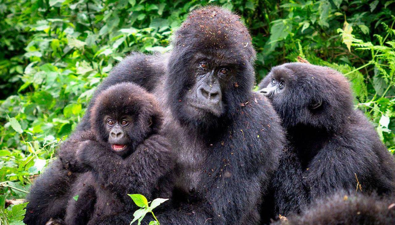 Nace una cría de gorila de montaña en el Parque de Virunga, en el este de la RD del Congo