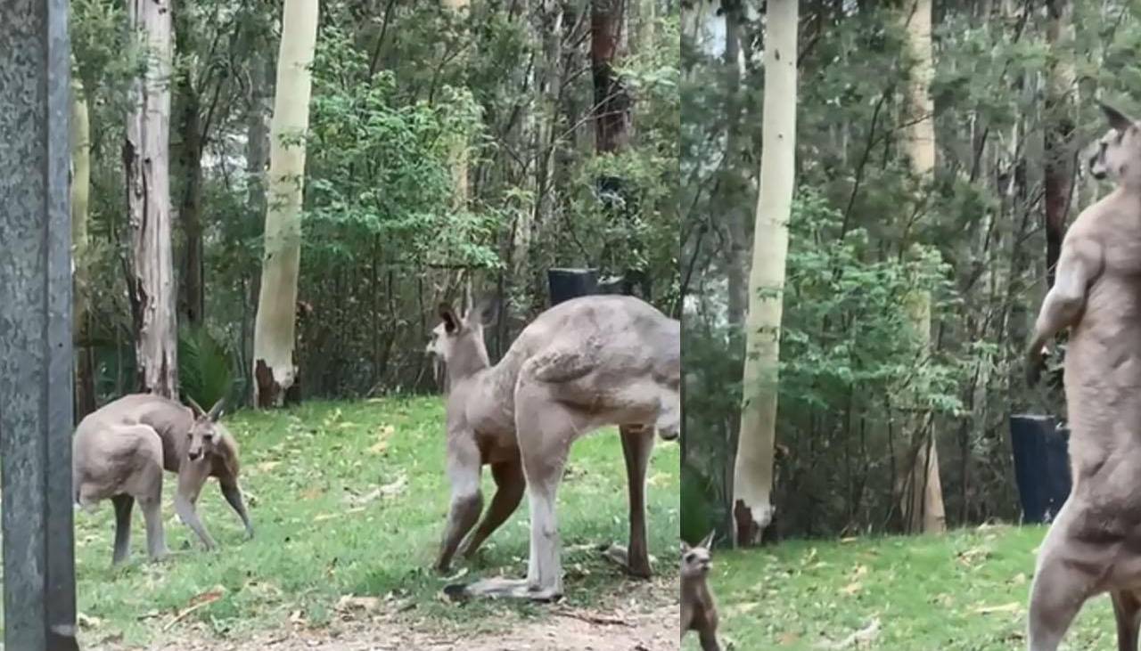 La impresionante altura de un canguro impacta en TikTok