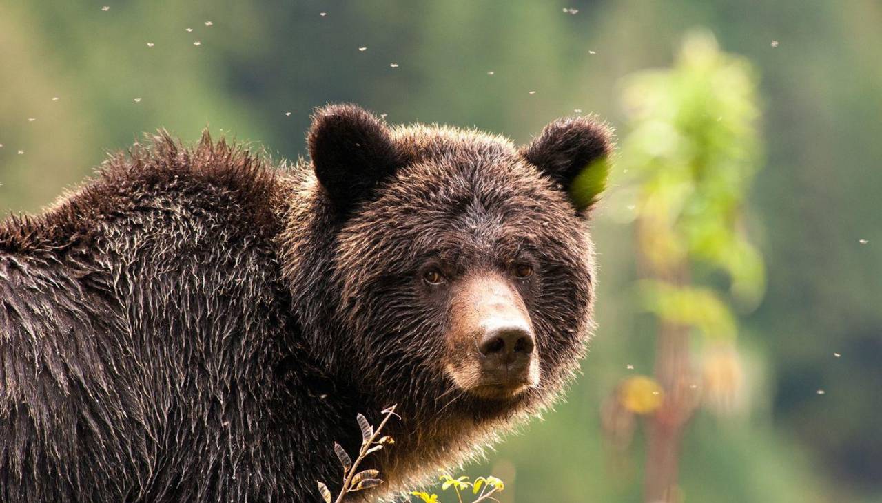 El aterrador momento cuando un oso es liberado a su hábitat y ataca a un guardabosques