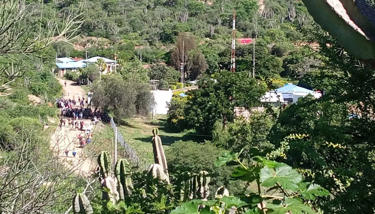 ¿Qué relevancia tiene la planta de Oconi tomada por campesinos en los valles cruceños?