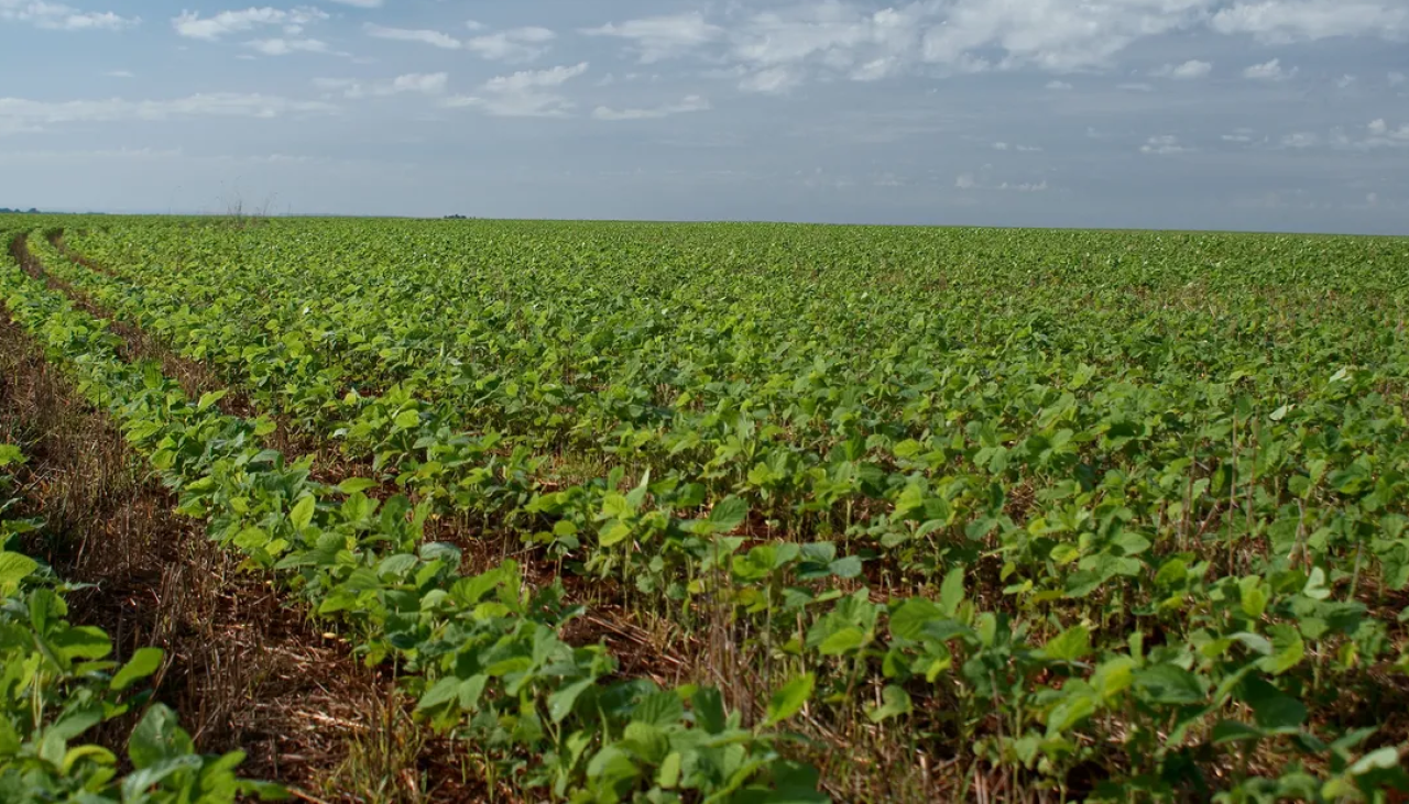 Agro cruceño pide diésel oportuno para no alterar el control de malezas en los cultivos de verano