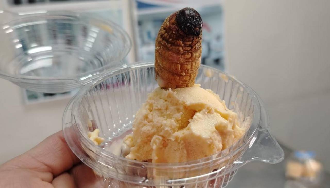 Estudiantes crean helado nutritivo elaborado con larvas de escarabajo 
