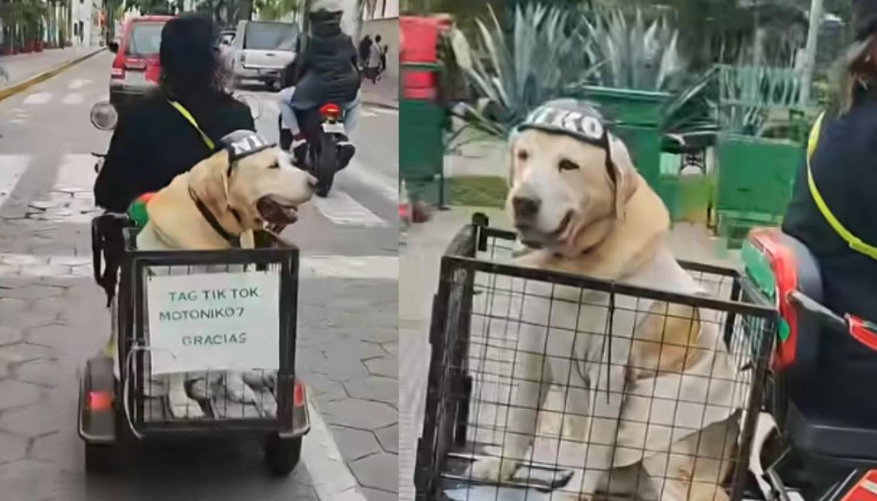 Video: Niko causa furor al recorrer la Plaza 24 de Septiembre en una moto eléctrica