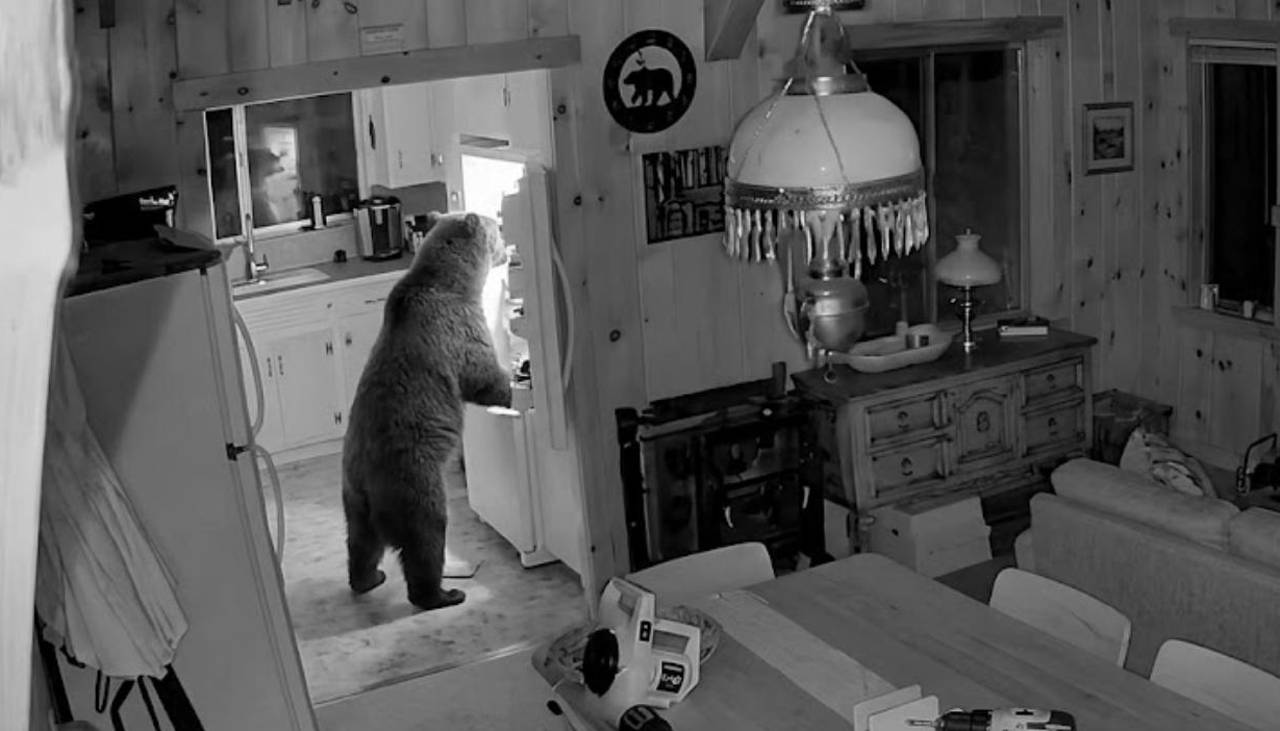 El invitado inesperado: oso se instala cinco horas en una cabaña para devorar de todo 