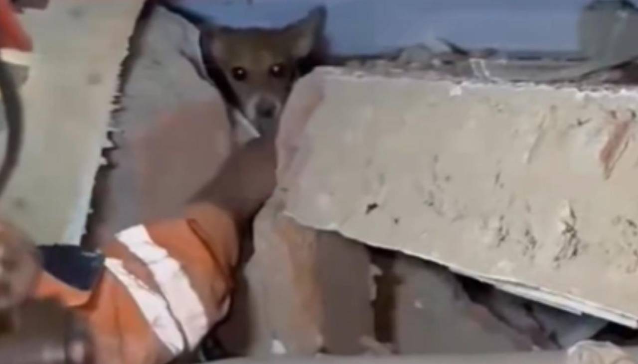Video: rescatan a perrito que sobrevive días atrapado tras terremotos en Venezuela 