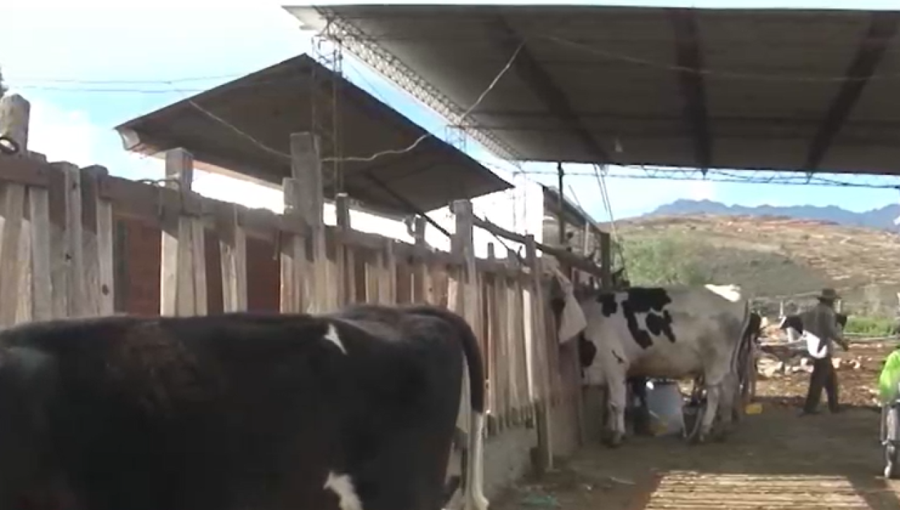Cochabamba: productores de leche señalan que insumos subieron aproximadamente un 30% por falta de dólares 