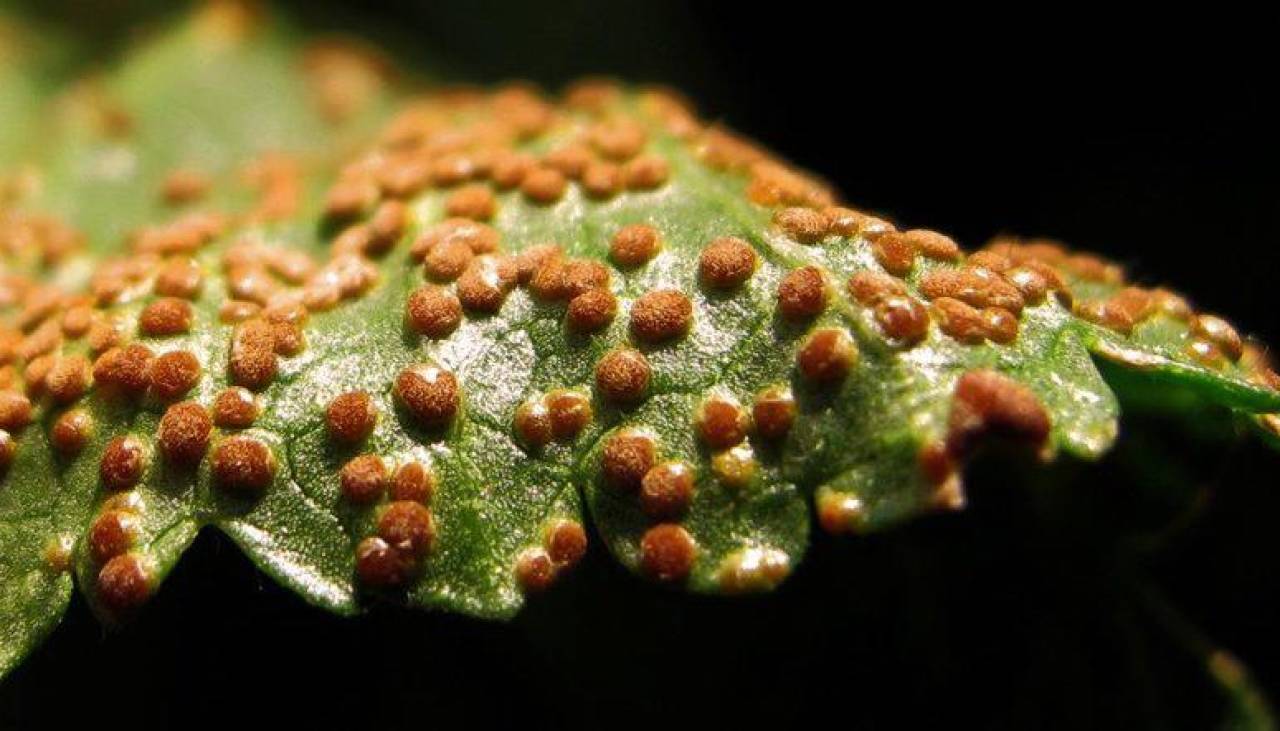 Científicos alertan sobre una amenaza mundial por las enfermedades causadas por hongos 