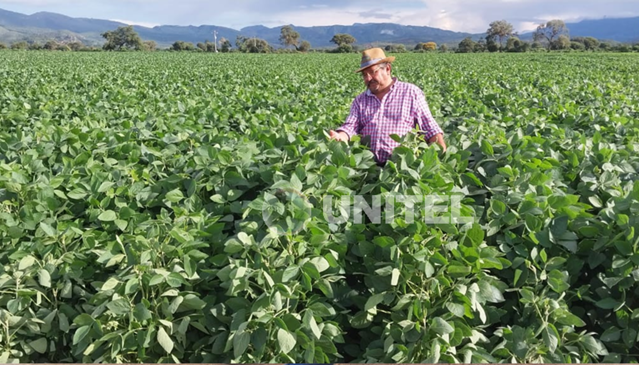 Productores de los valles cruceños apuestan por la soya y duplican rendimientos