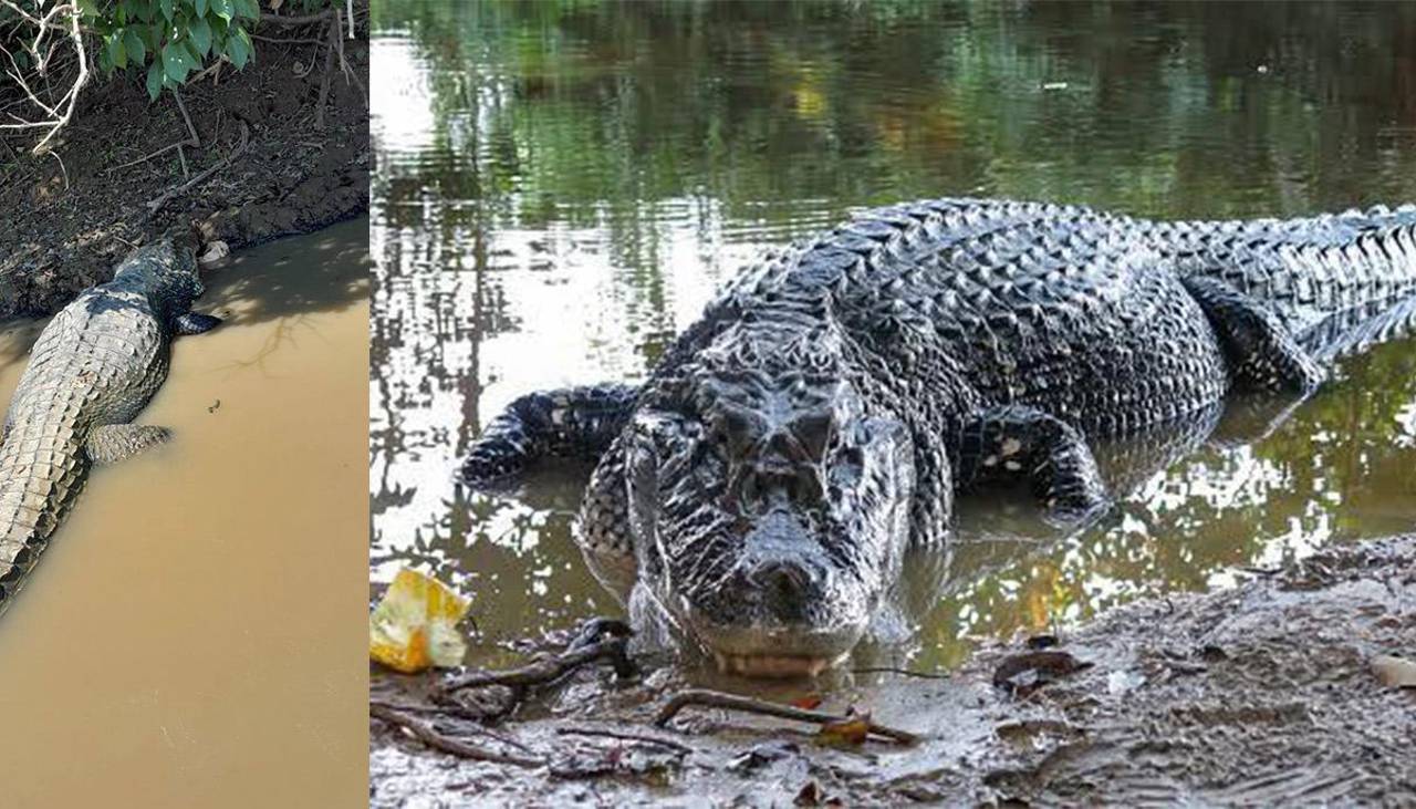 Fallece Jesús, el caimán negro símbolo de la fauna beniana